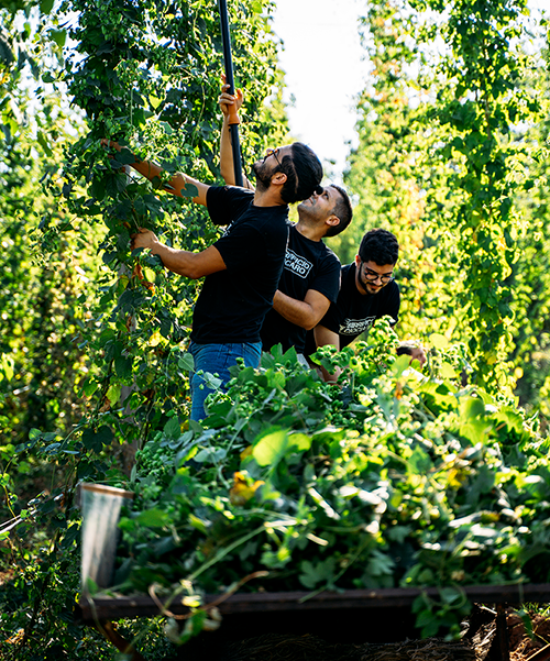 Featured image for “Italian hops, this is how our Paesana is born”