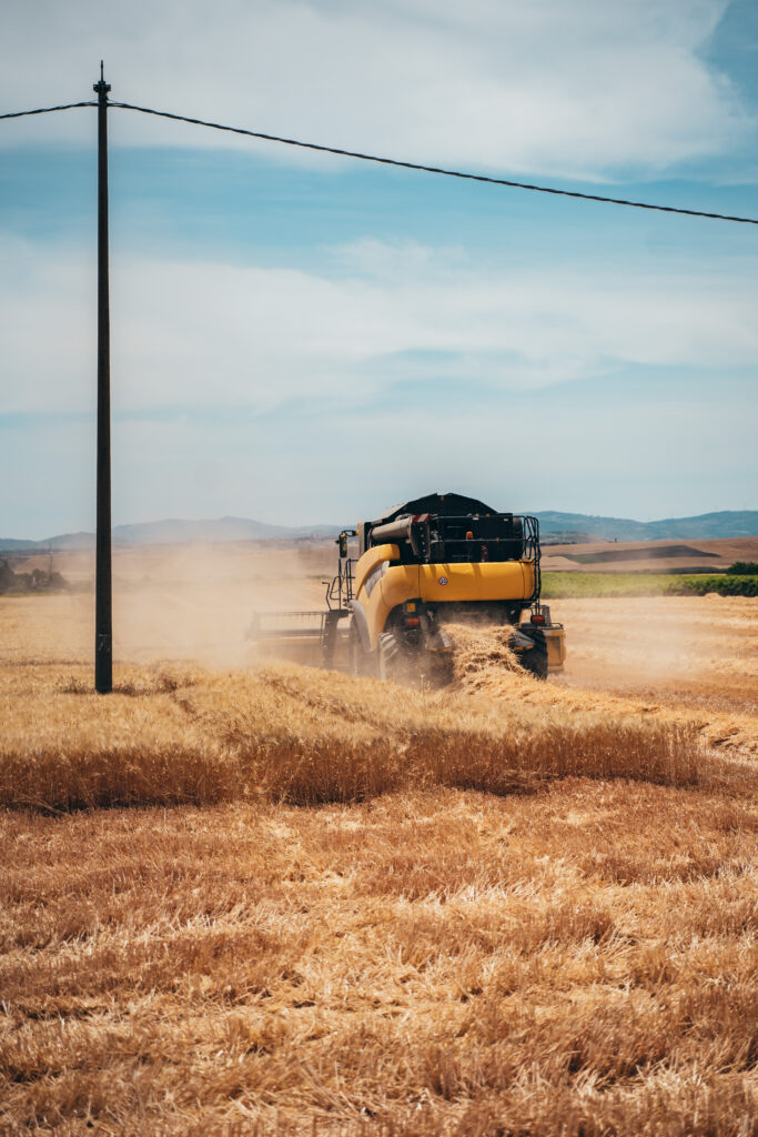 barley threshing